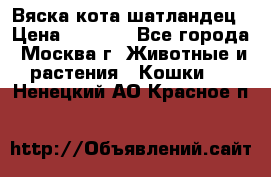 Вяска кота шатландец › Цена ­ 1 000 - Все города, Москва г. Животные и растения » Кошки   . Ненецкий АО,Красное п.